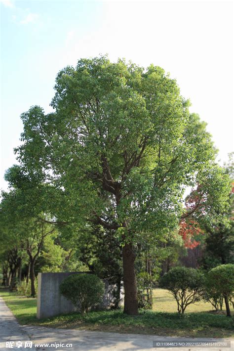 香樟